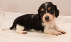 Gorgeous Dachshund Puppies Now Available