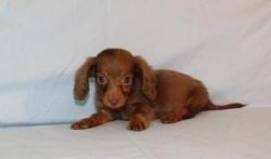 Gorgeous Kc Registered Dachshund Puppies Ready Now