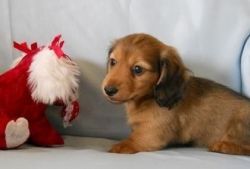 Practicable Miniature Dachshund Puppy