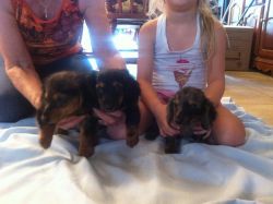 Dachshund puppies male and female ready