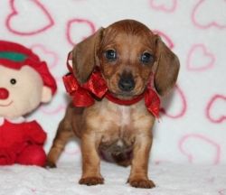 mini cute puppies dachshund available