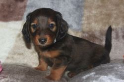 Quality Registered Dachshund Puppies