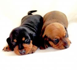 AKC Dachshund Puppies