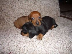 Beautiful Dachshund puppies available