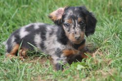 AKC registered miniature dachshund male puppy for sale