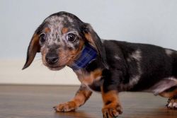 Dachshund brown Puppies for Sale