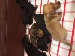 Mini Smooth Haired Dachshunds For Sale
