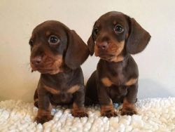 Awesome Dachshund Puppies
