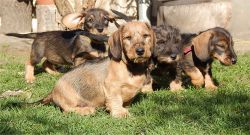 Pure wire hair dacschund puppies looking their new home!
