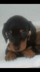 stunning Dachshund Puppy