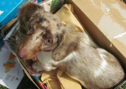 miniature dachshund pups ready 3/2017