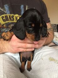 Top Quality Mini Dachshunds For Sale