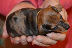 Miniature Dachshund Puppies For Sale.