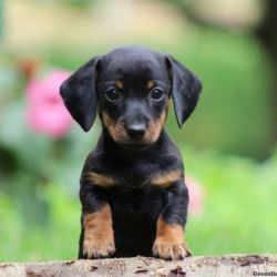 Dachshund Puppies For Sale