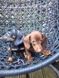 Smooth Dachshund Puppie for loving and caring home