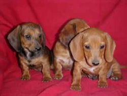Energetic and brave Dachshund puppies