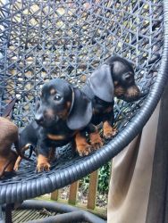 Standard Dachshund Puppies