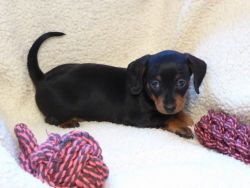 Black and Tan dachshunds, puppies