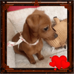 Adorable 10wk Purebred Red Dachshund Puppy