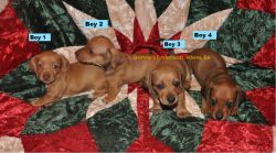 Beautiful, Healthy, Red Smooth Coat Miniature Dachshunds 6 wks old!