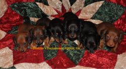 Beautiful, Healthy Long-haired Dachshunds For Sale Ready 05/20/17