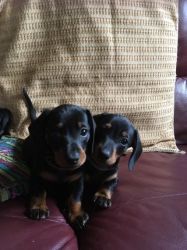 Gorgeous Black And Tan puppies
