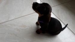 Dachshunds available for new homes
