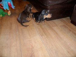 Black And Tan Short H Miniature Dachshund Puppies
