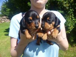 Miniature Smooth Haired Black And Tan Males