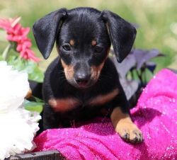 Boys and girls Dachshund puppies for sale