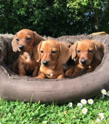 Dachshund puppies For sale,