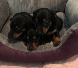 3 Beautiful New Year Gift AKc Miniature Dachshund Pups