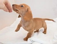 Adorable and lovable Dachshund puppies