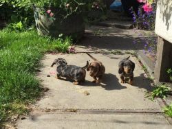 Mini smooth haired Dachshunds pups