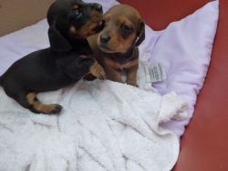 Miniature Smooth Haired Dachshund Puppies Available