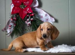 Male and Female Dachshund Puppies Available