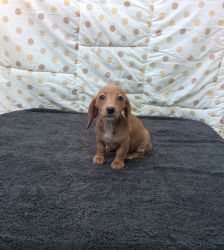Gorgeous dachshund mini female's full blooded pure breed