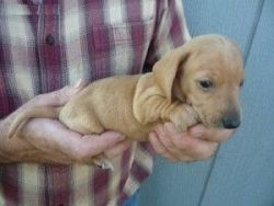 Affectionate Dachshund puppies For Free Adoption