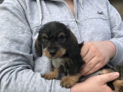 Gorgeous Teckel Pups For Sale