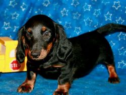 House trained Dachshund puppies for sale