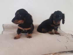 miniature dachshunds