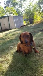 5 year old dashhound