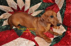 Beautiful, Healthy Red Smooth Coat Dachshunds Available Now