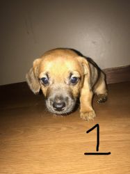 Super cute puppies for sale