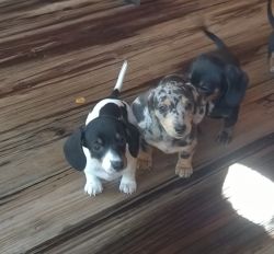 Dachshunds miniature puppies Cute full blooded /pure breed