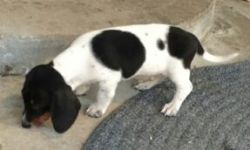 8 week old Dachshund puppy