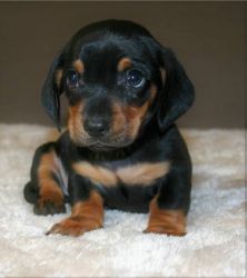 Stunning Mini Dachshund Puppies For sale.