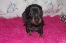 Awesome Dachshund Puppies Available