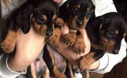 Adorable Male And Female Miniature Dachshund Puppies.