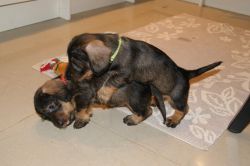 Quality male and female xmas dachshund puppies for sale